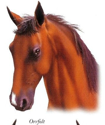 orrfolt.jpg